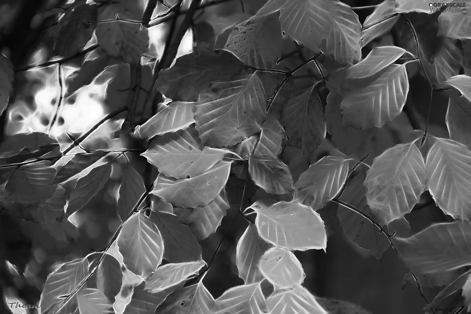 Fractalius, Autumn, Leaf