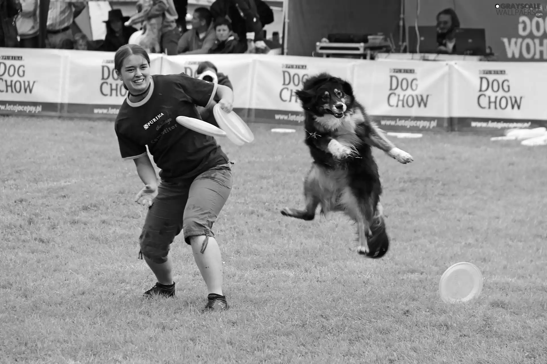 Frisbee, contest, dog