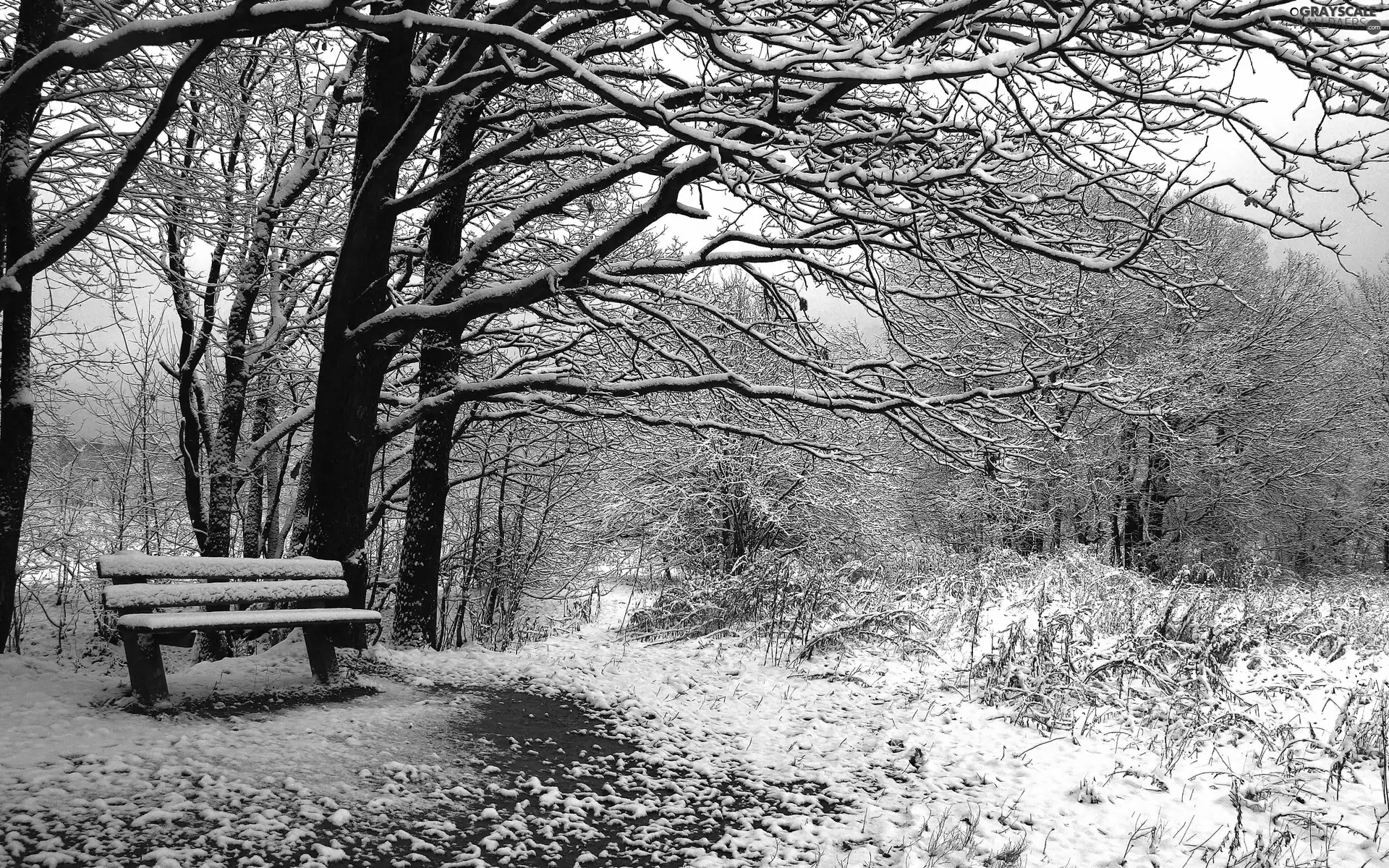 Frost, grass, forest, snow, Bench