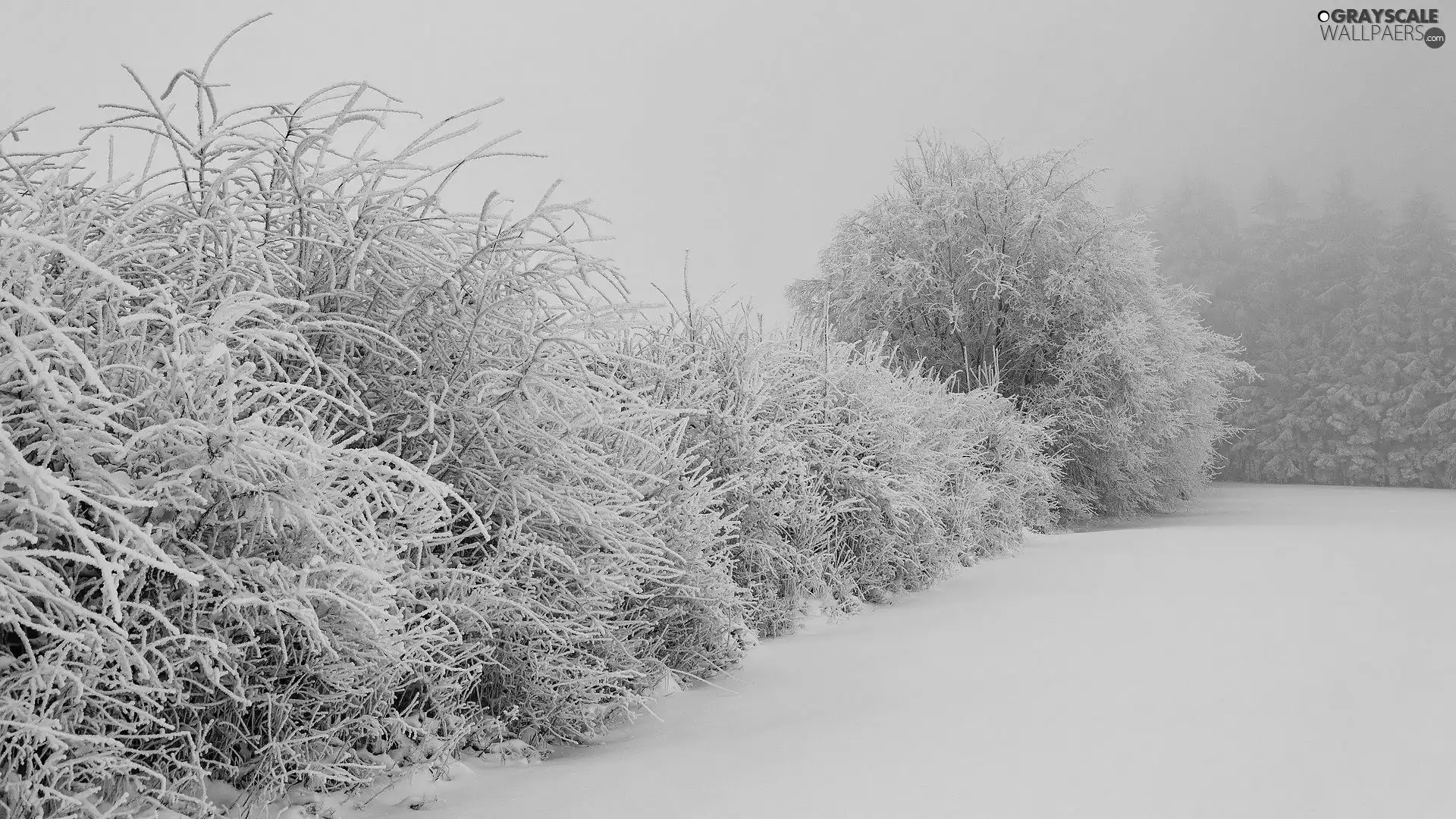 Bush, snow, viewes, frosty, winter, trees, fog
