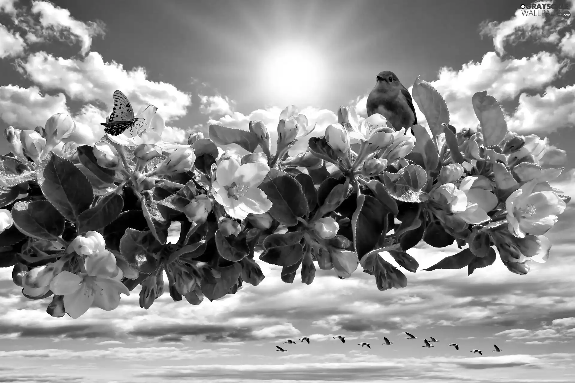 Fruit Tree, Spring, Sky, sun, birds, Flowers
