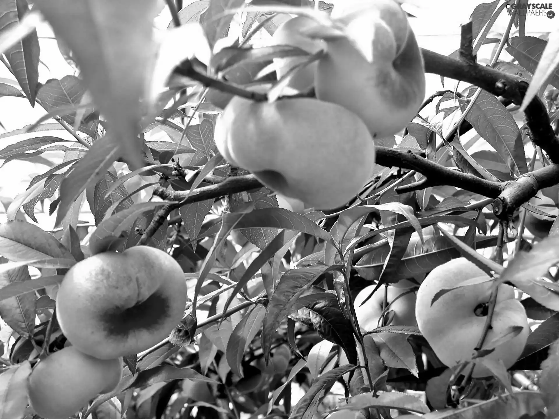 sapling, Mature, Fruits, peach