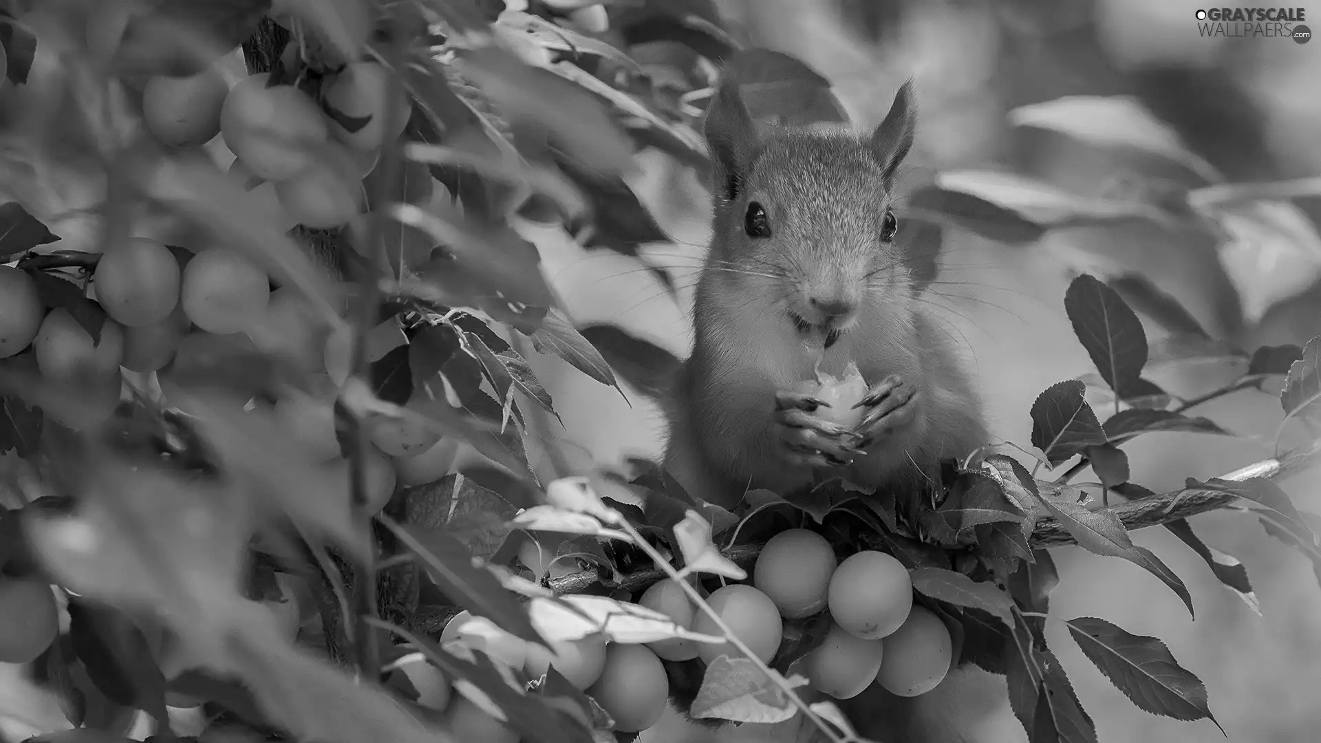 squirrel, Apricot, Fruits, trees
