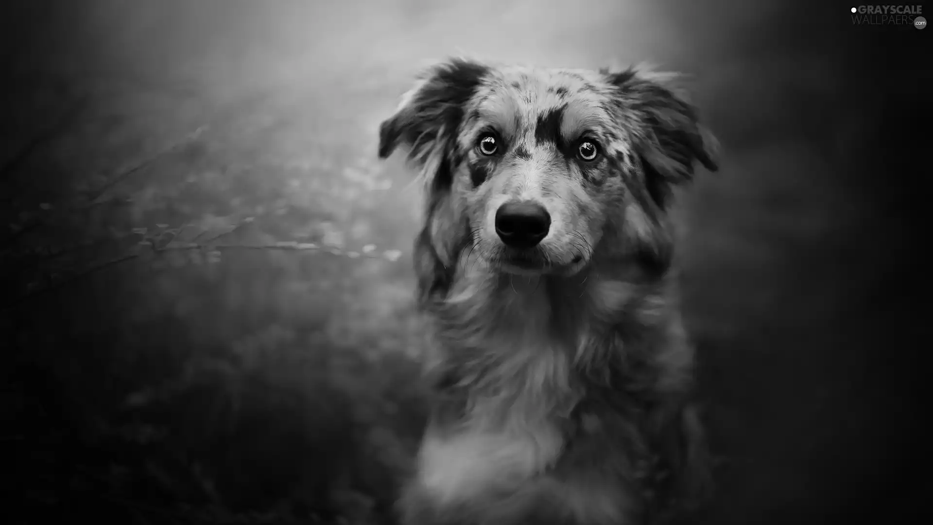 fuzzy, background, Australian Shepherd, muzzle, dog