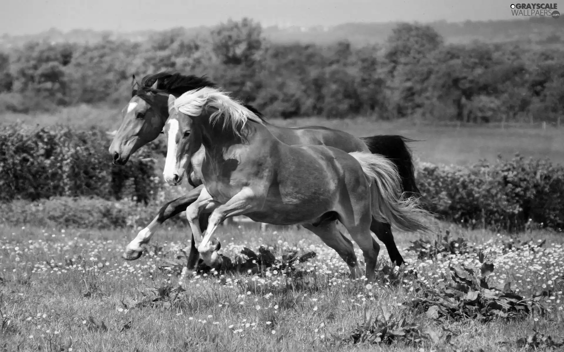 gallop, Meadow, bloodstock