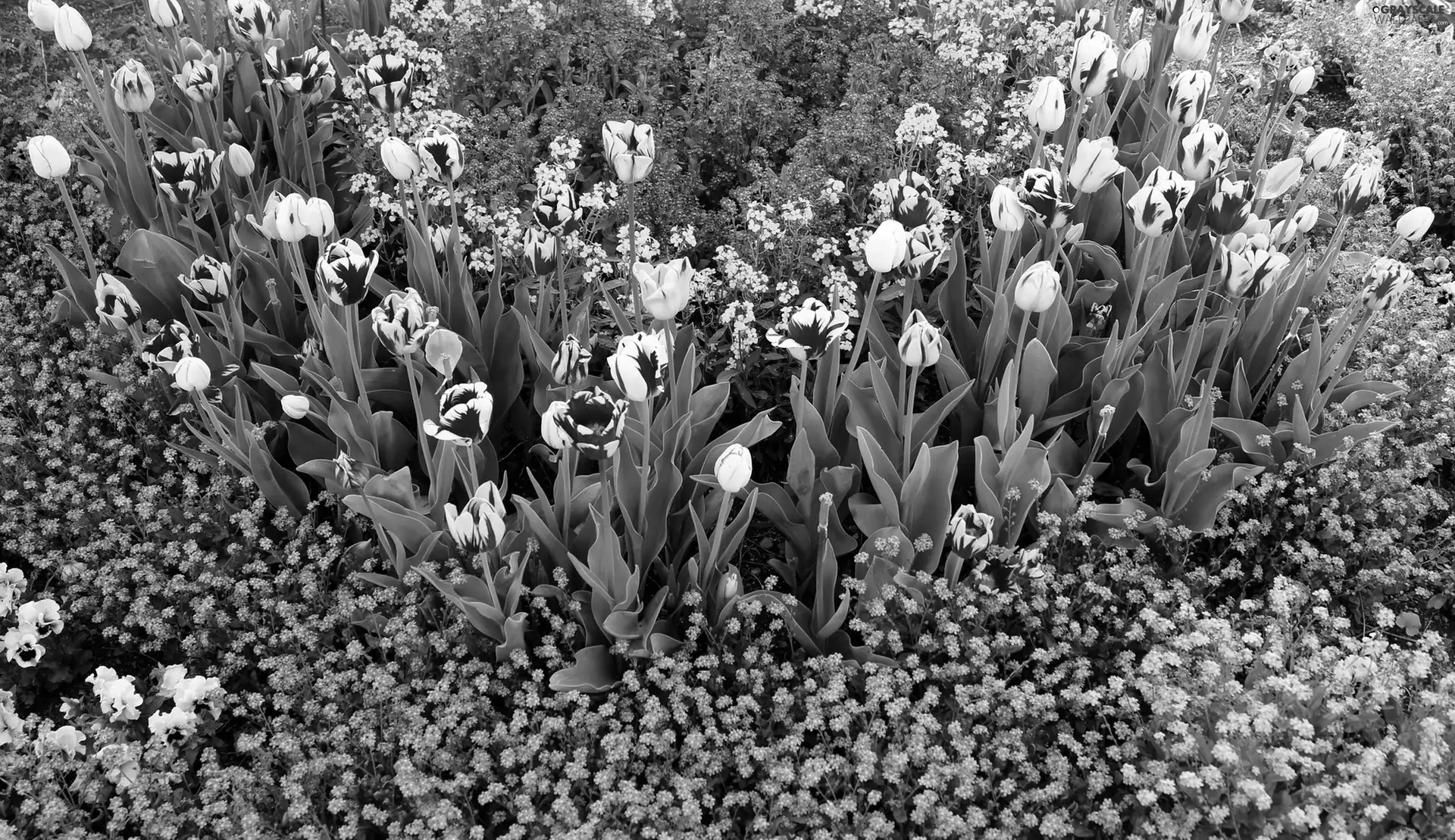 Garden, tulips, Forget