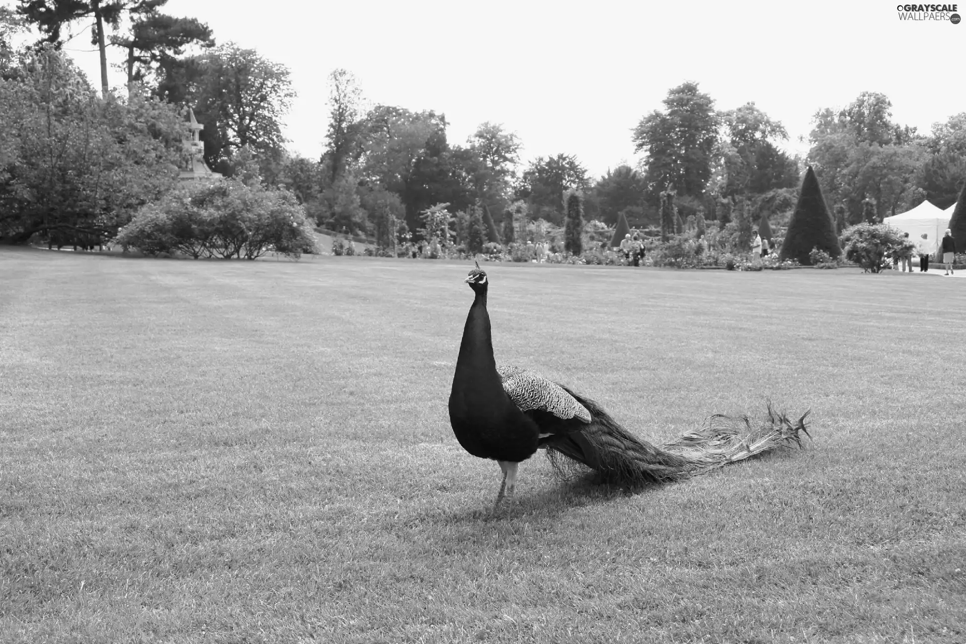 Garden, peacock, Meadow