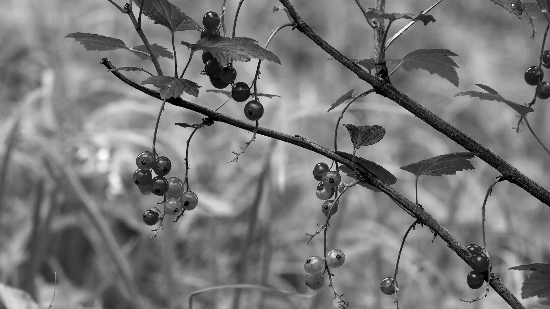 currant, twig, Garden, red hot