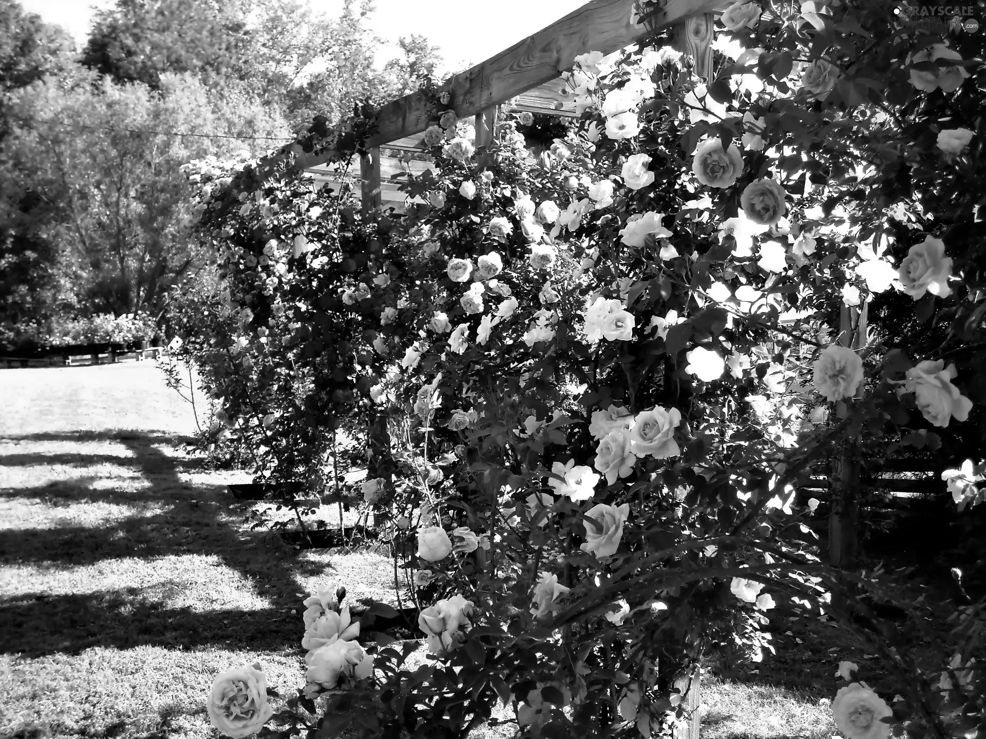 roses, summer, Garden, pergola