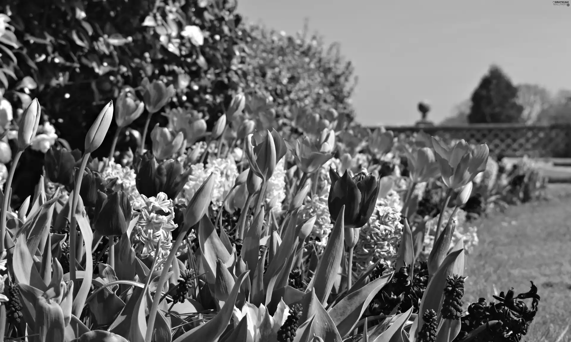 Garden, Spring, Hyacinths, Flowers, Tulips