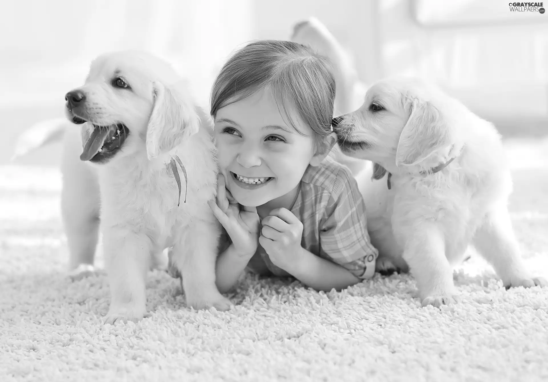 Two cars, smiling, puppies, Golden Retriever, White, girl