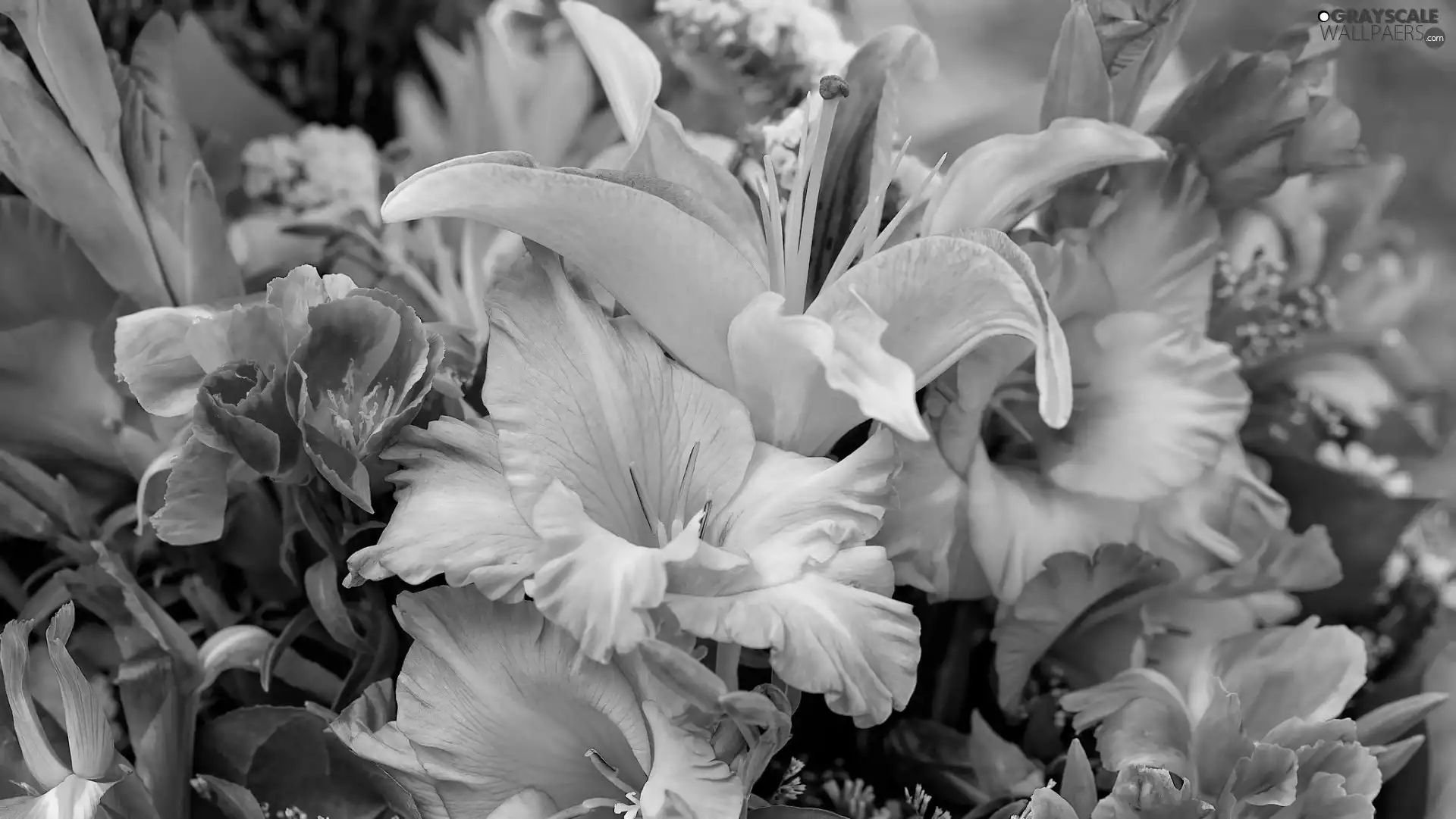 bouquet, Lily, gladioli, Flowers