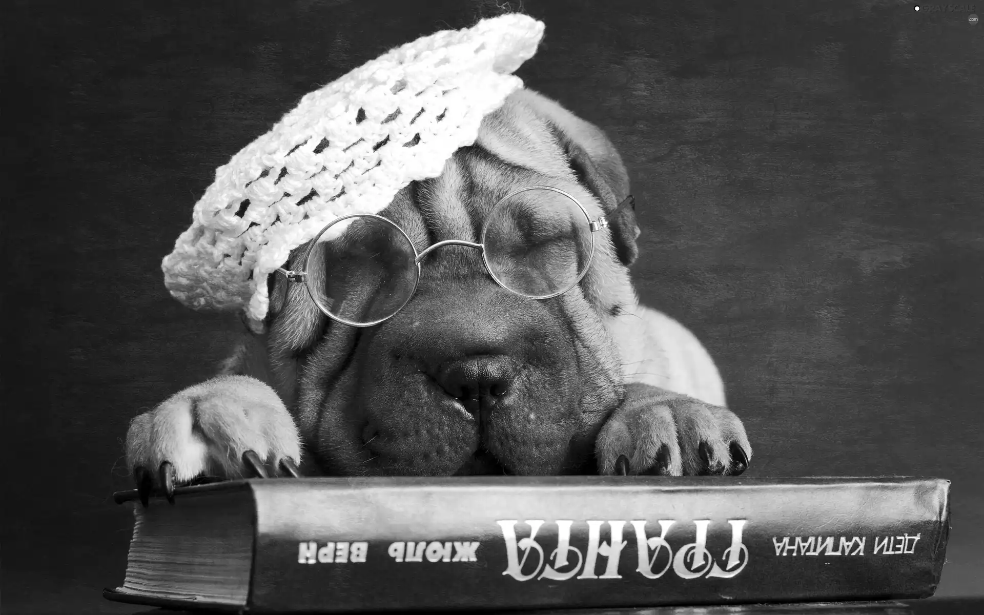 Glasses, Book, Shar, Pei, puppie