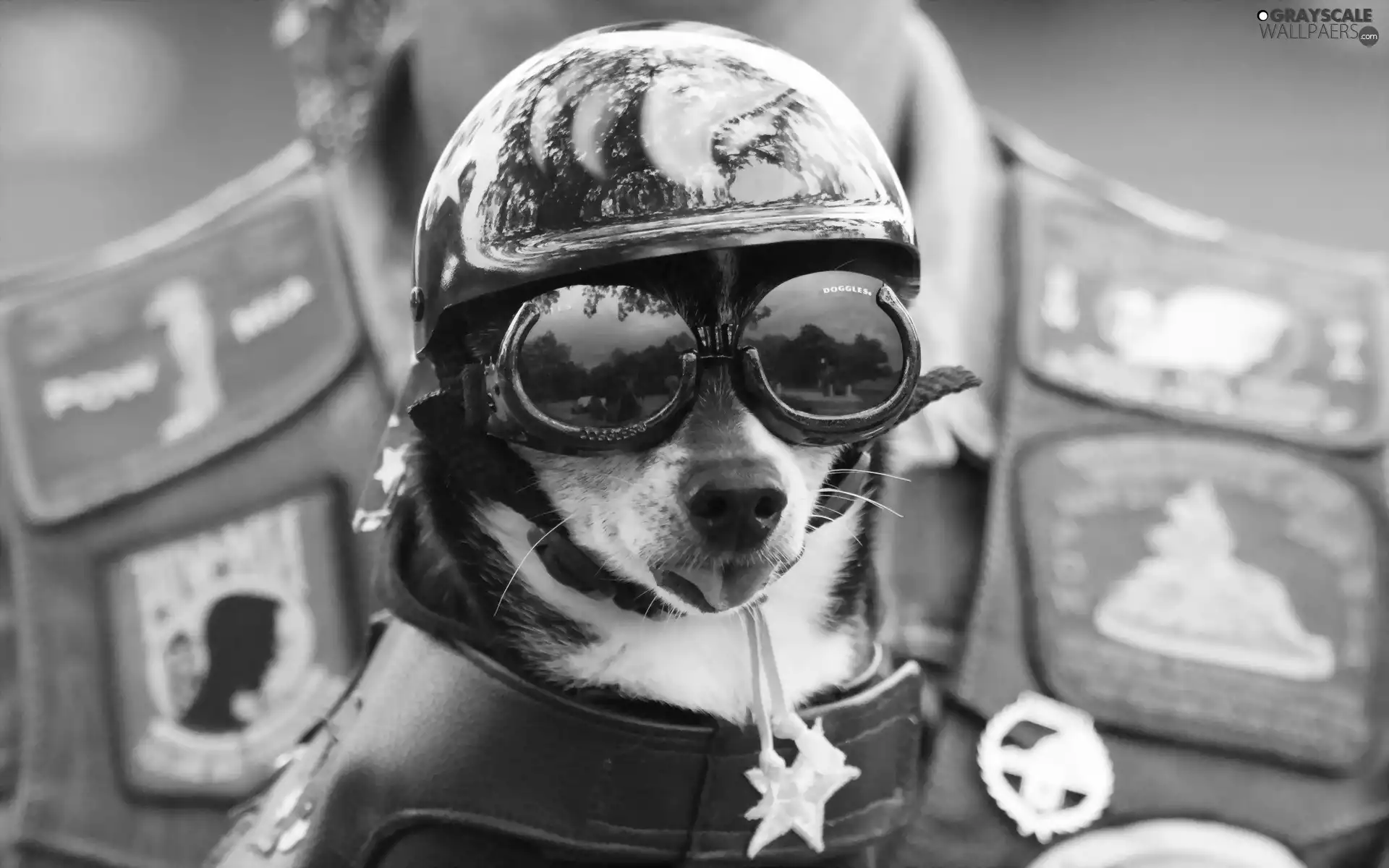 Glasses, dog, helmet