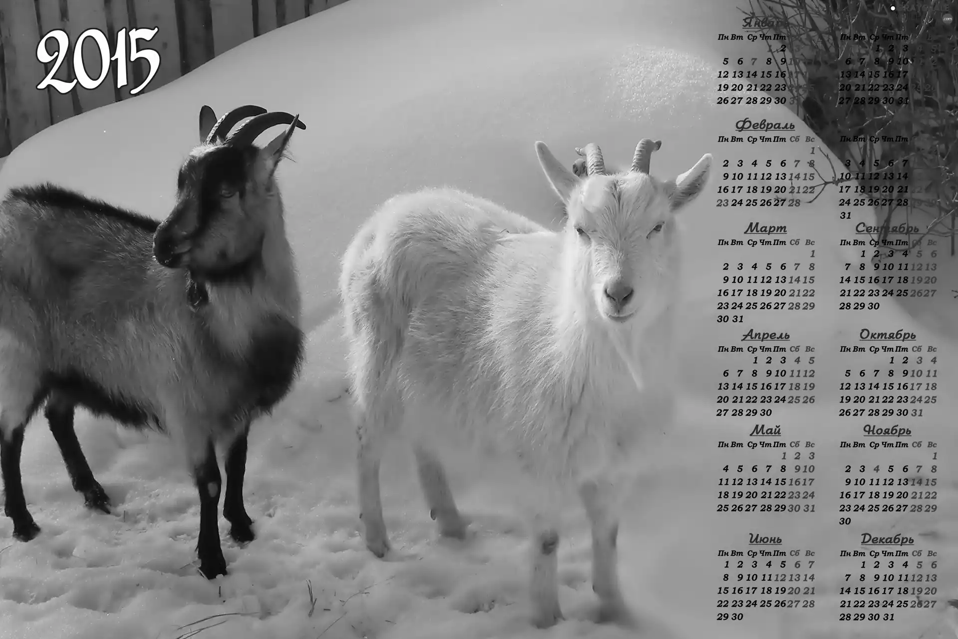 Calendar, Goats