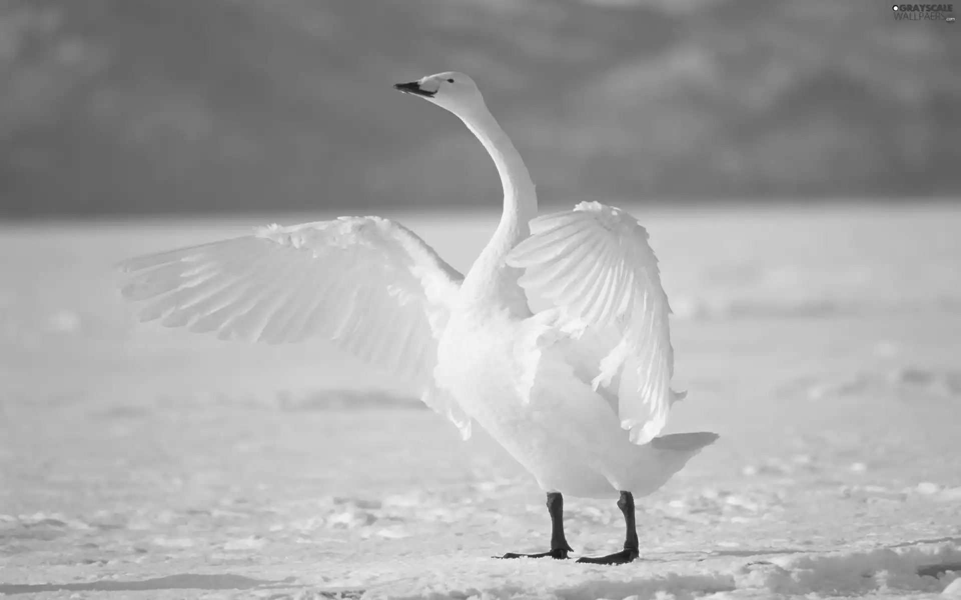 snow, Swans