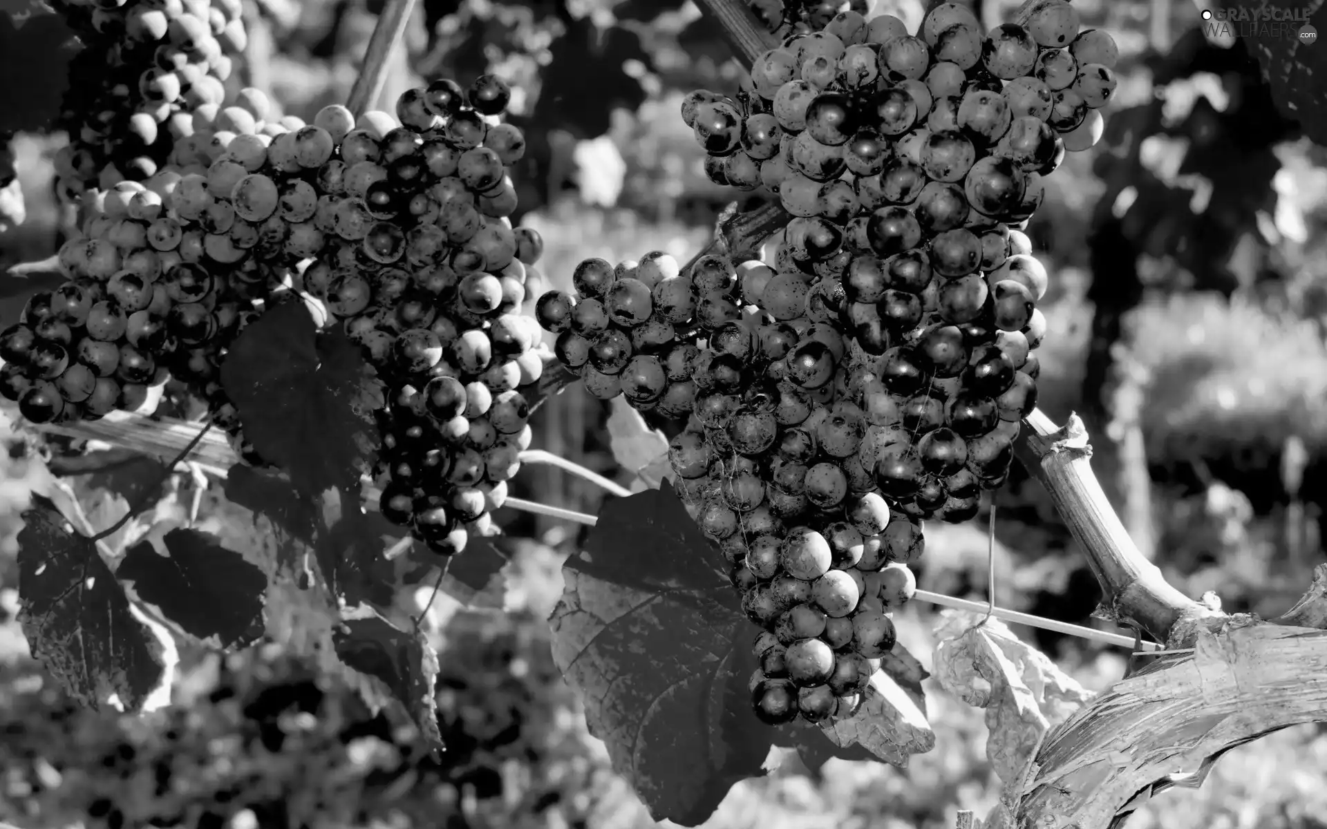 Grapes, Leaf, bunches, dark, grape-vine