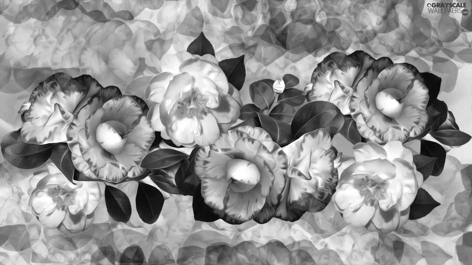 graphics, Flowers, Camellias