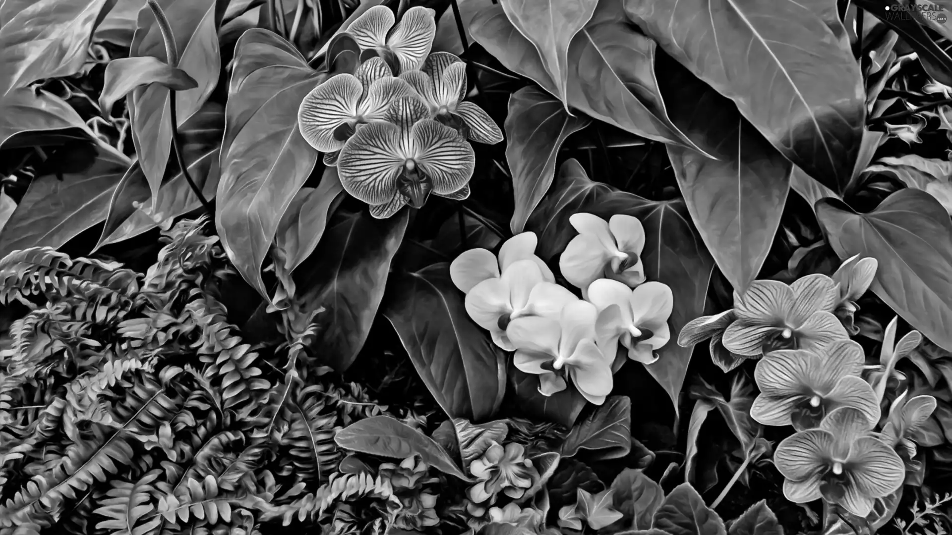 Leaf, graphics, color, Flowers, orchids