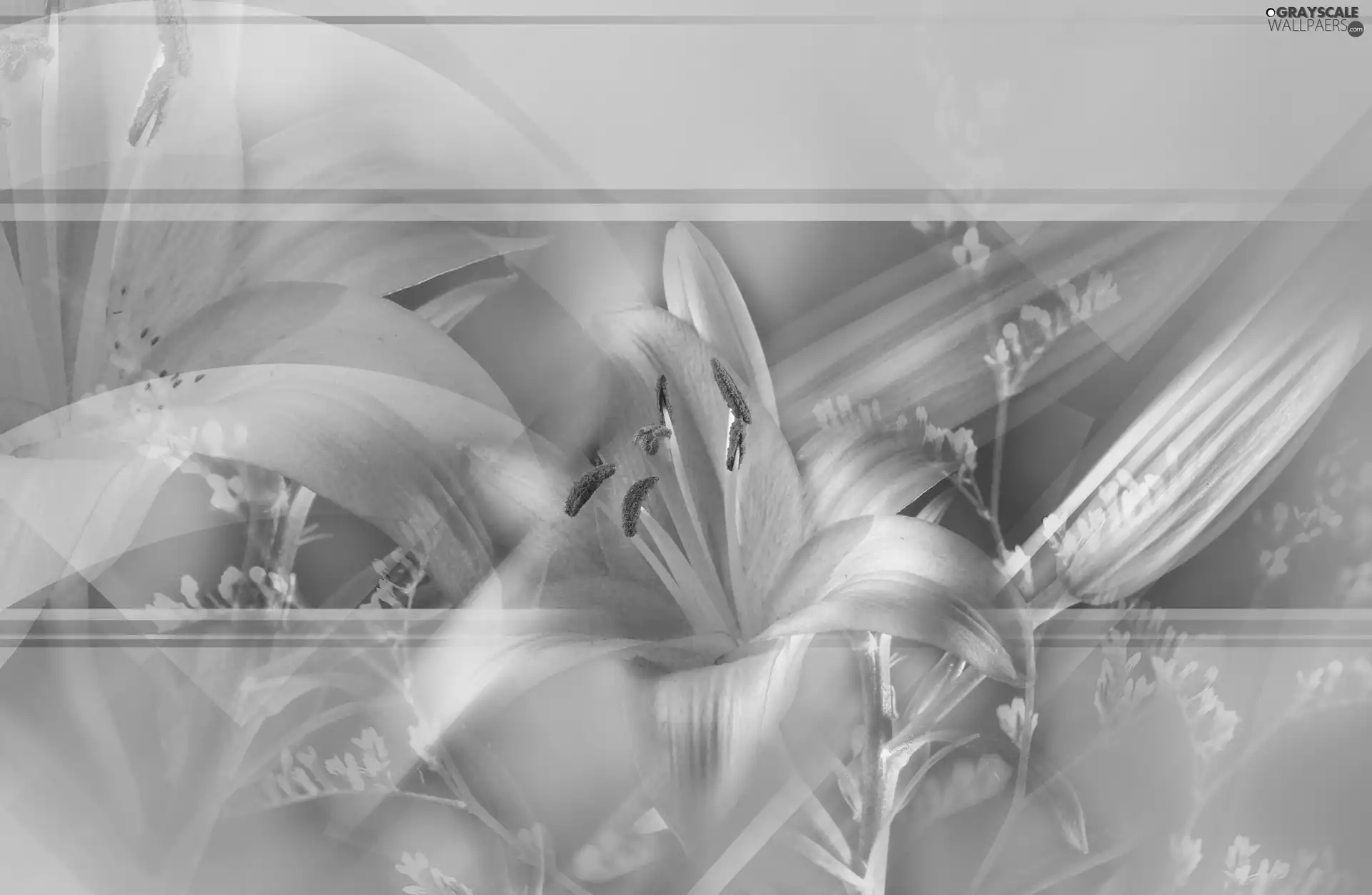 lilies, graphics