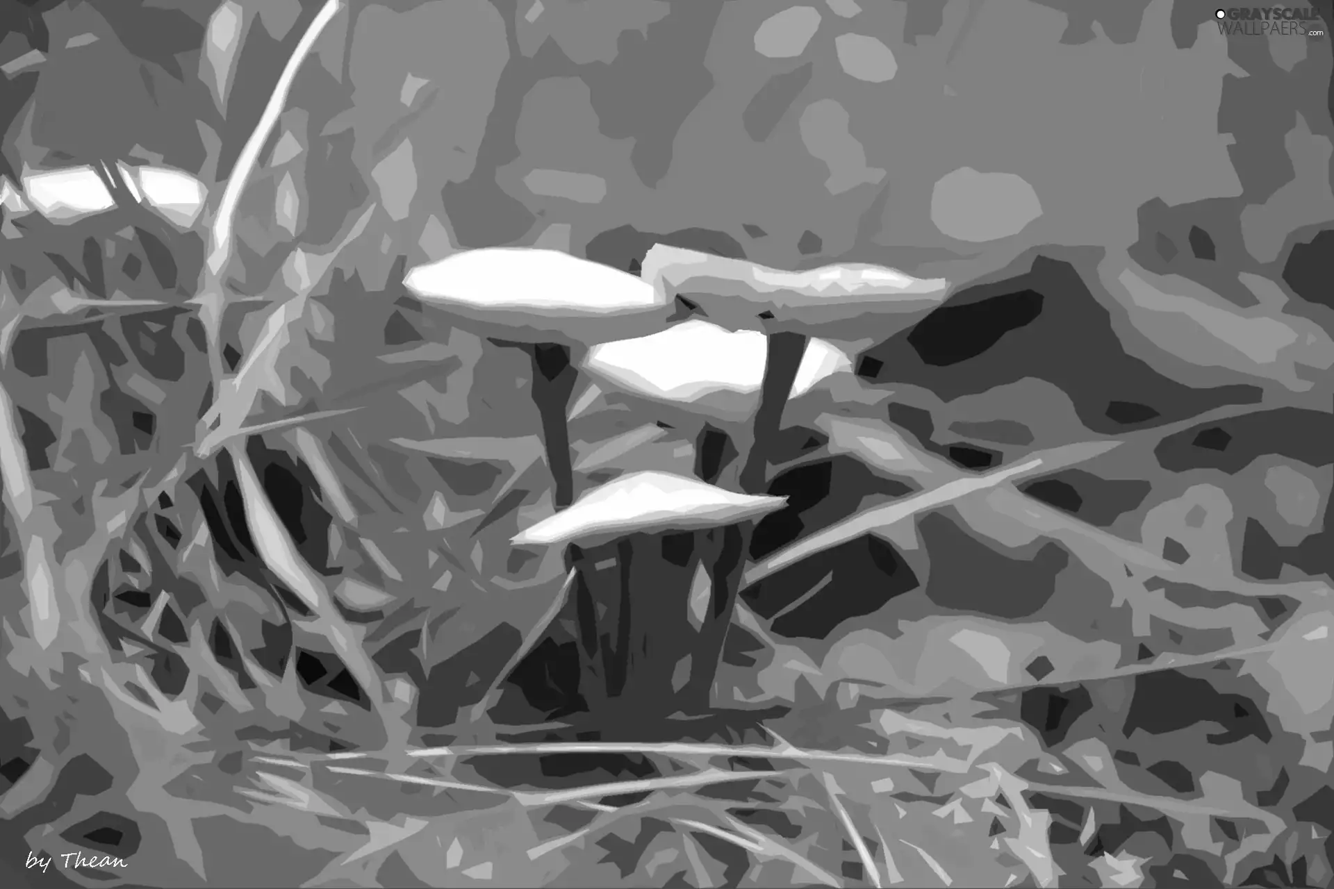mushroom, graphics