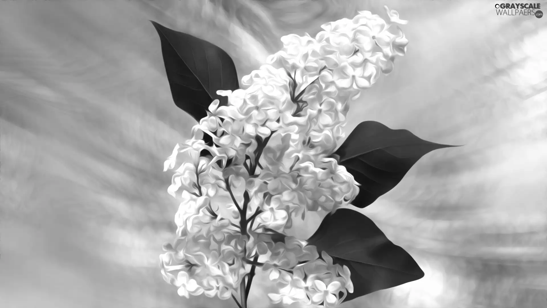 twig, graphics, White, without, Flowers