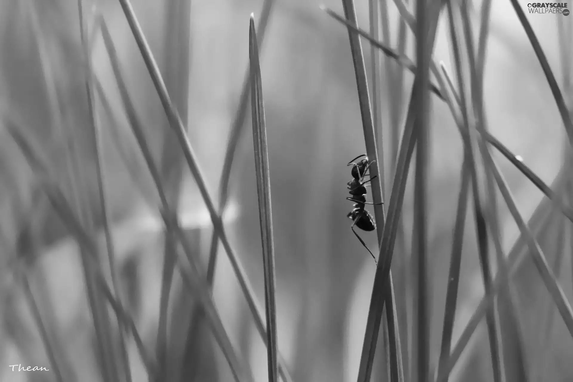 ant, stalk, grass, an