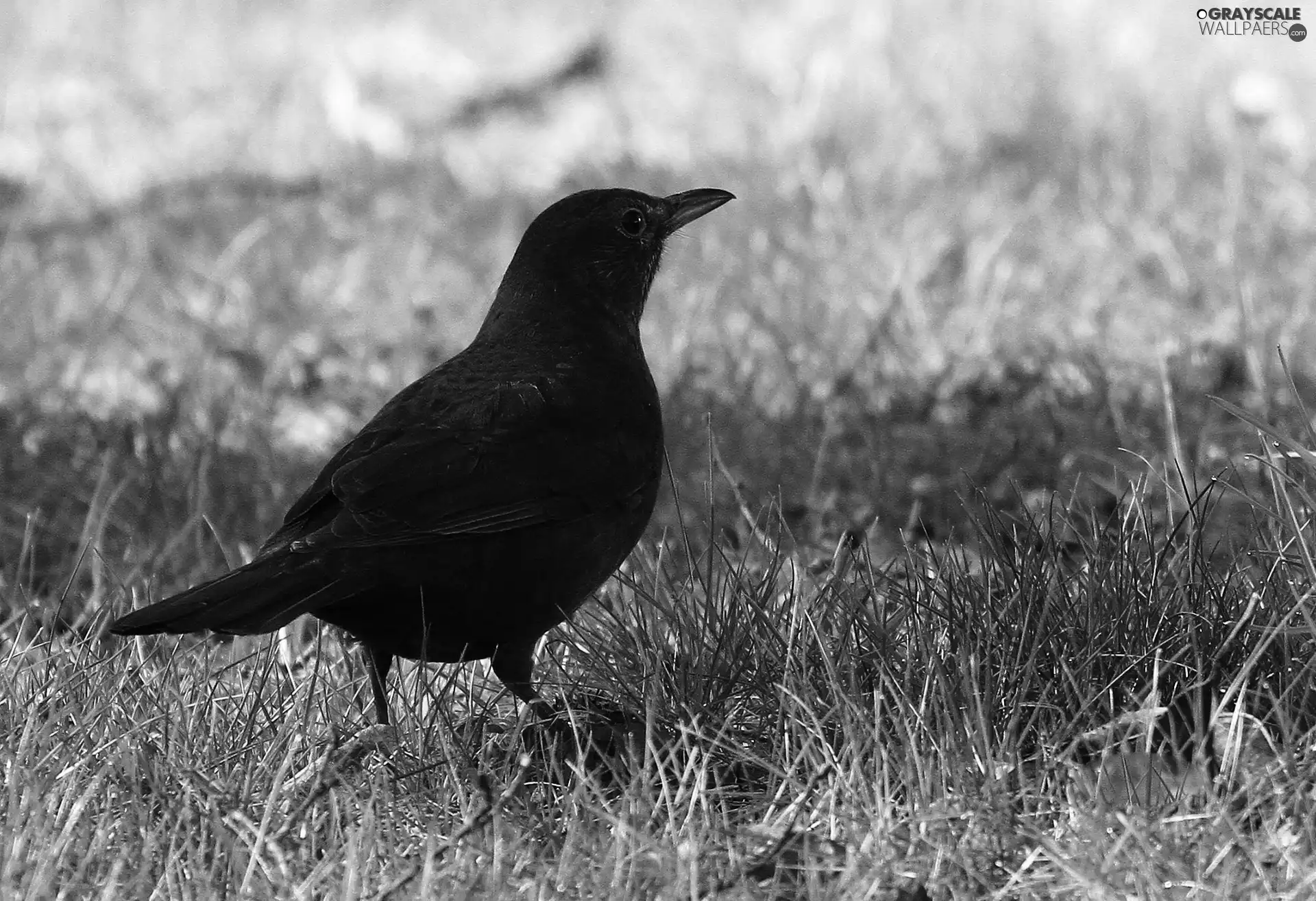 Blackbird, grass