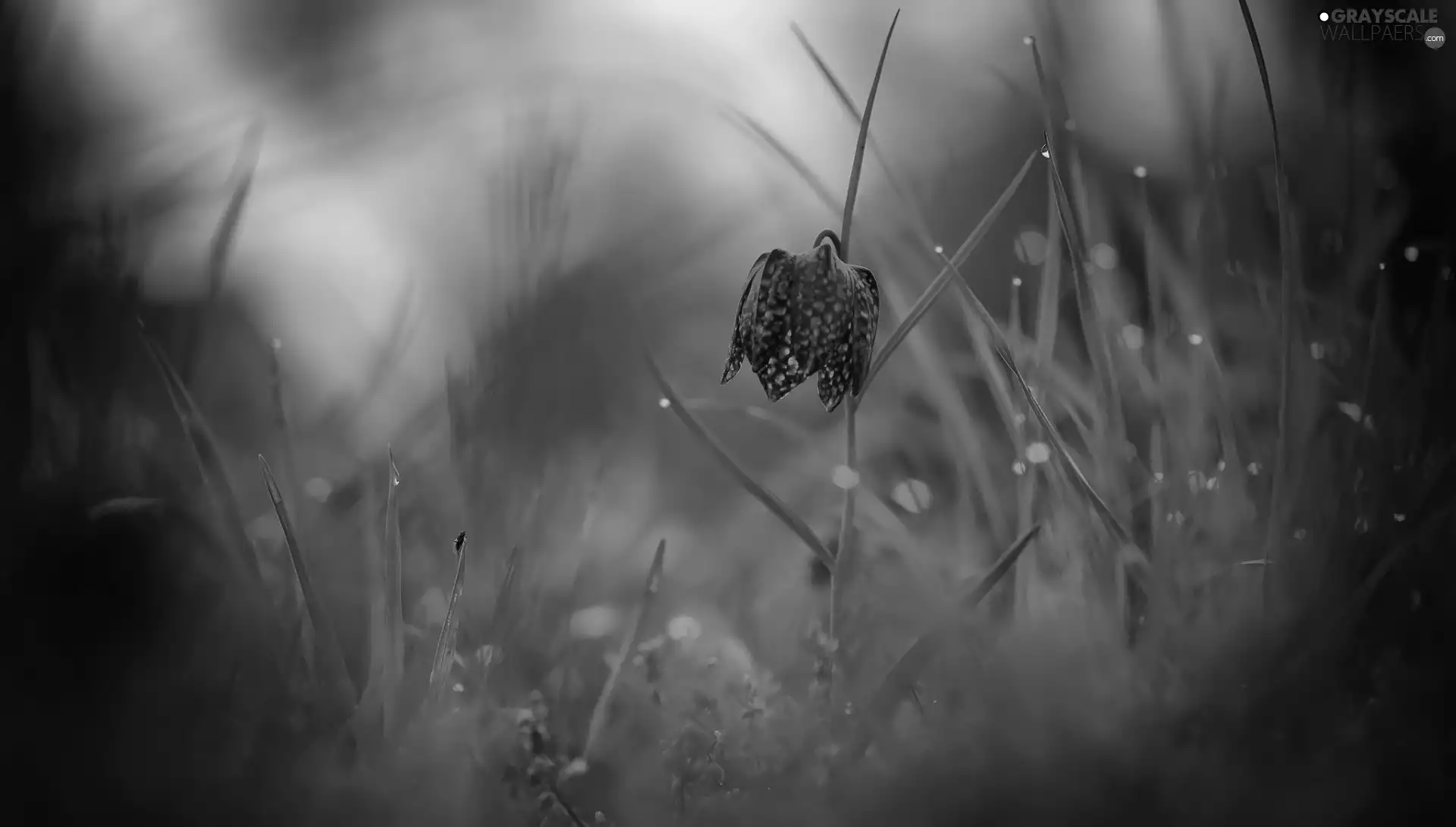 blur, Fritillaria meleagris, grass