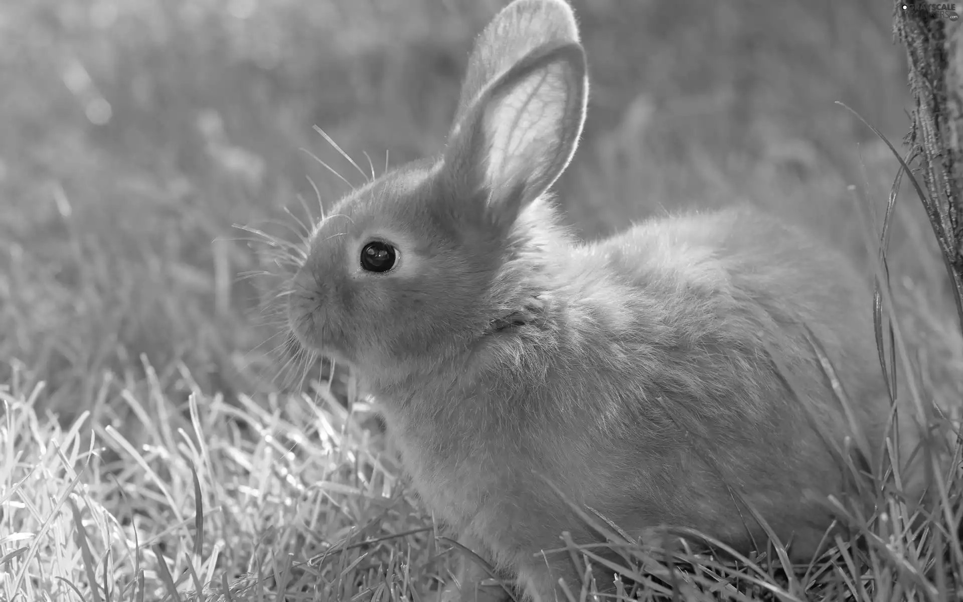 Bunny, grass