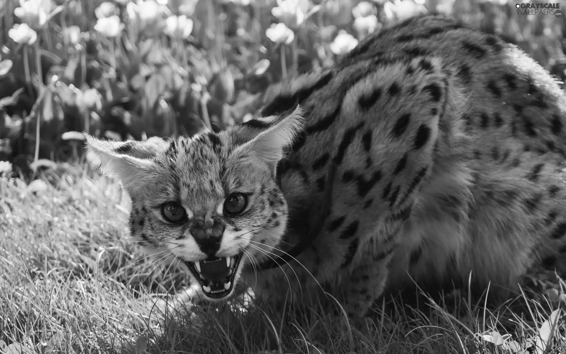 grass, Serval, canines