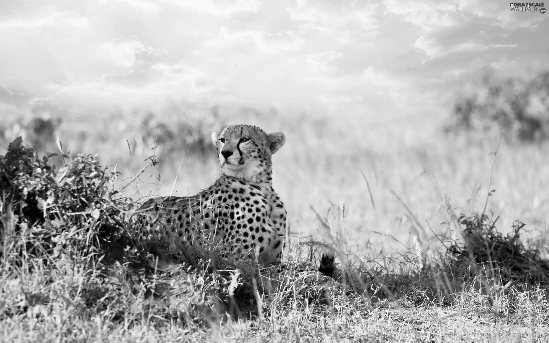 Cheetah, grass
