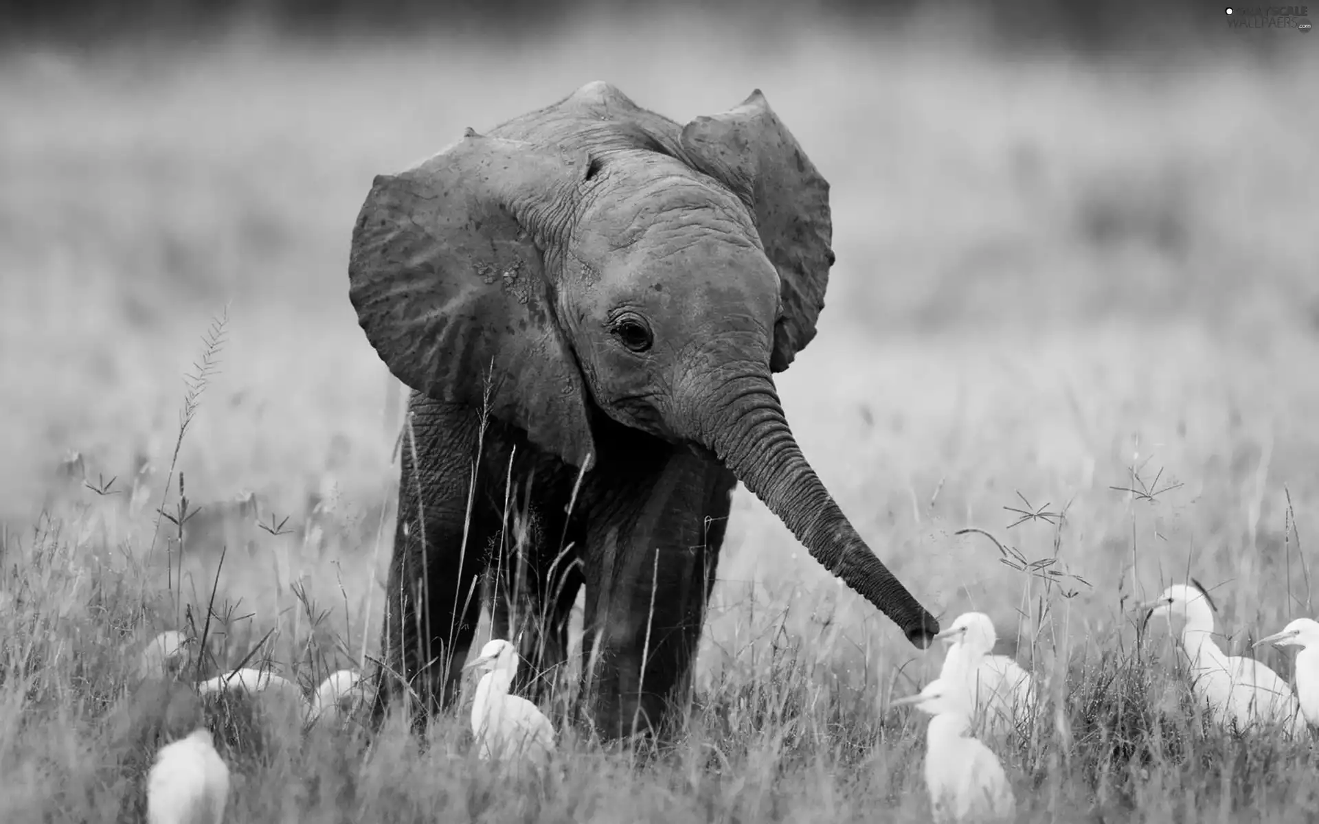 grass, young, Elephant