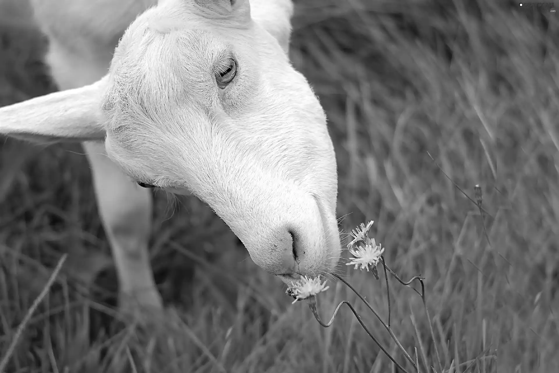 grass, goat, Flowers