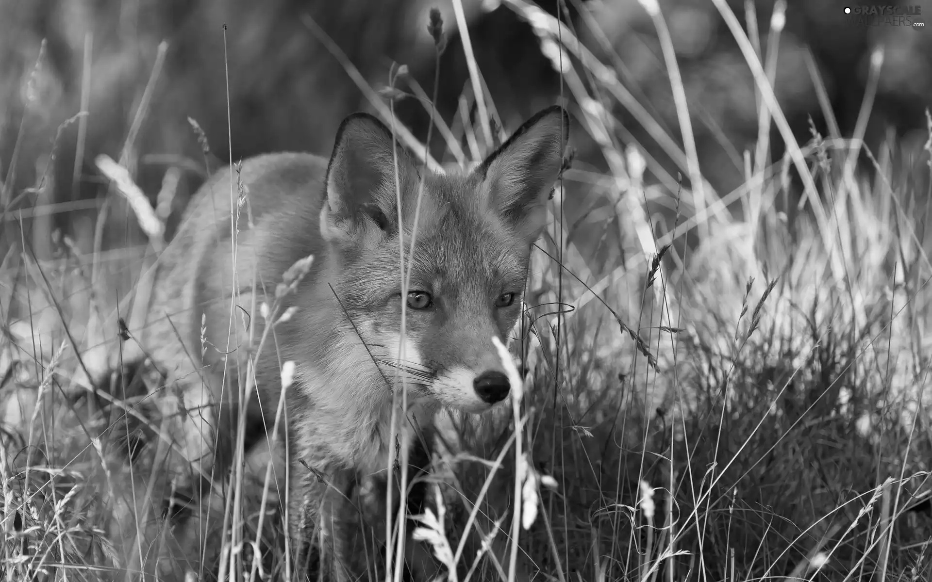 Fox, grass