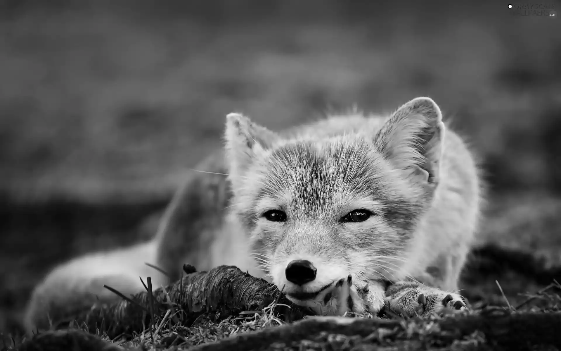 Fox, grass