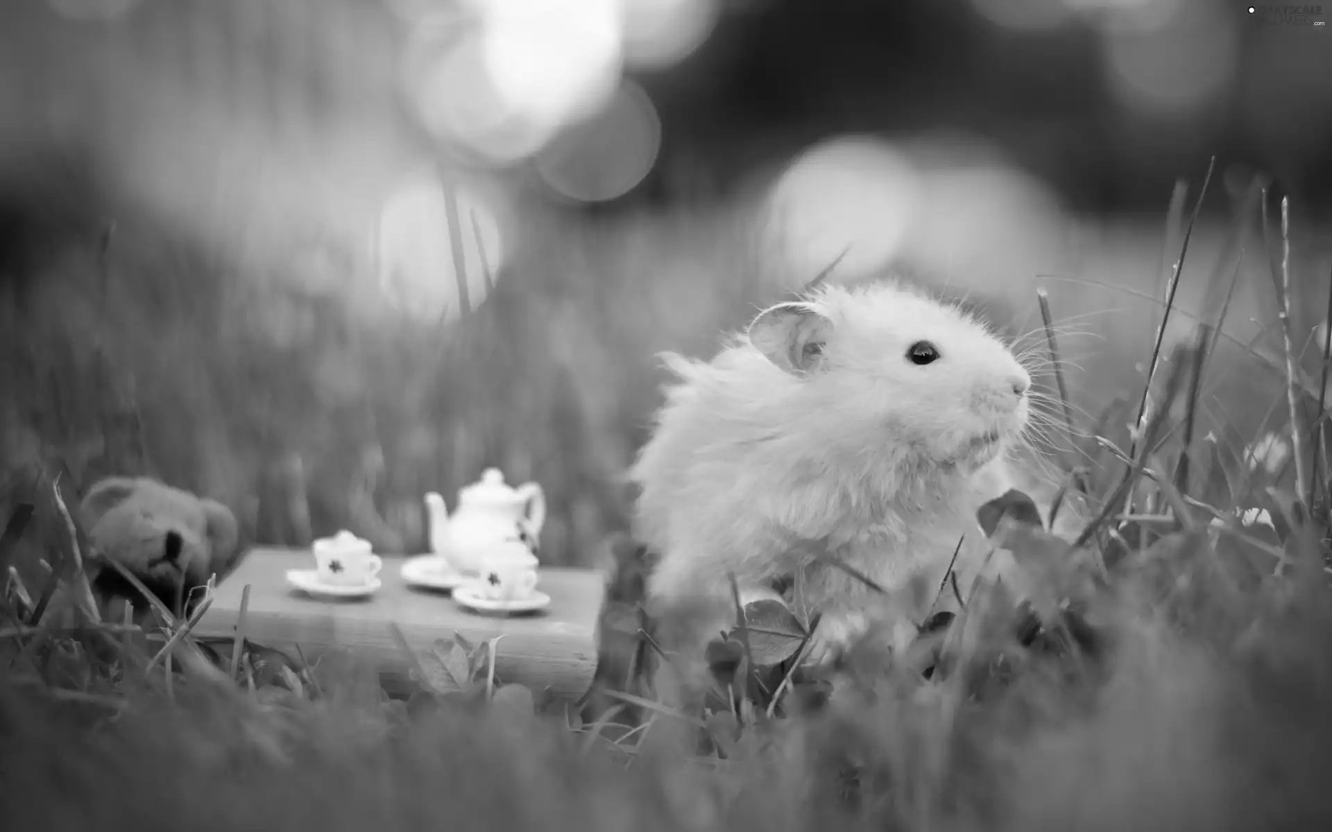 hamster, grass