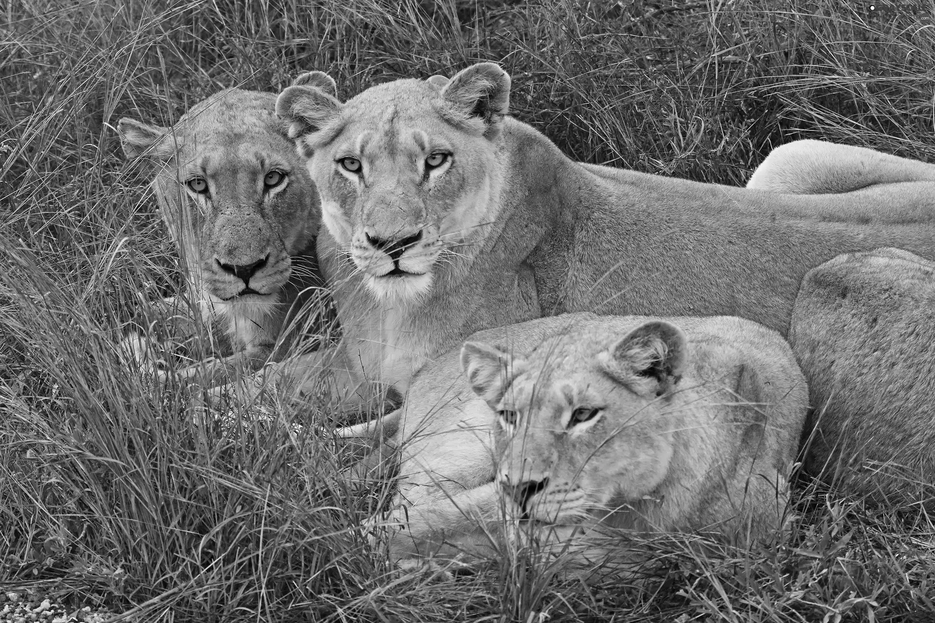 grass, Three, lions