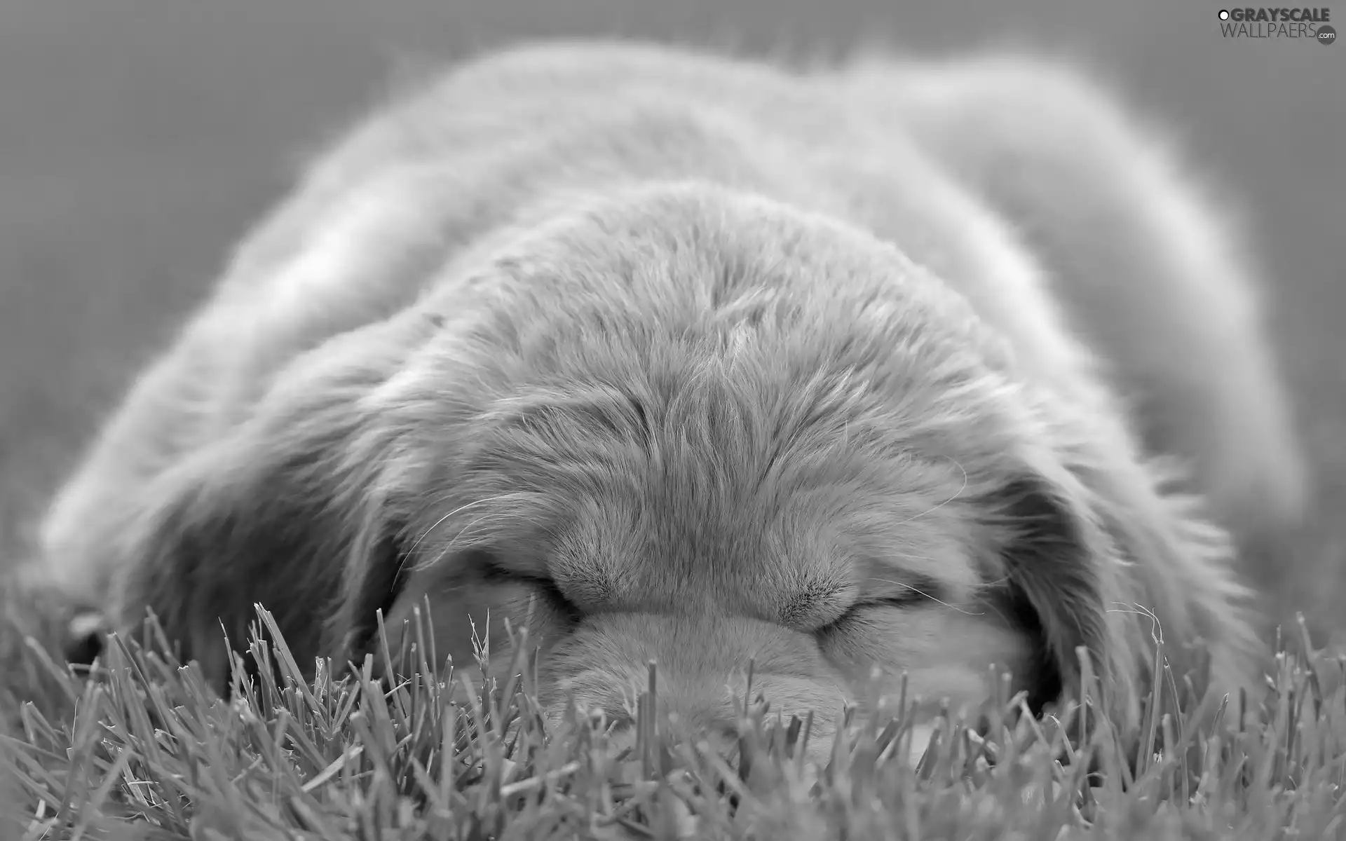 grass, sleepy, puppie