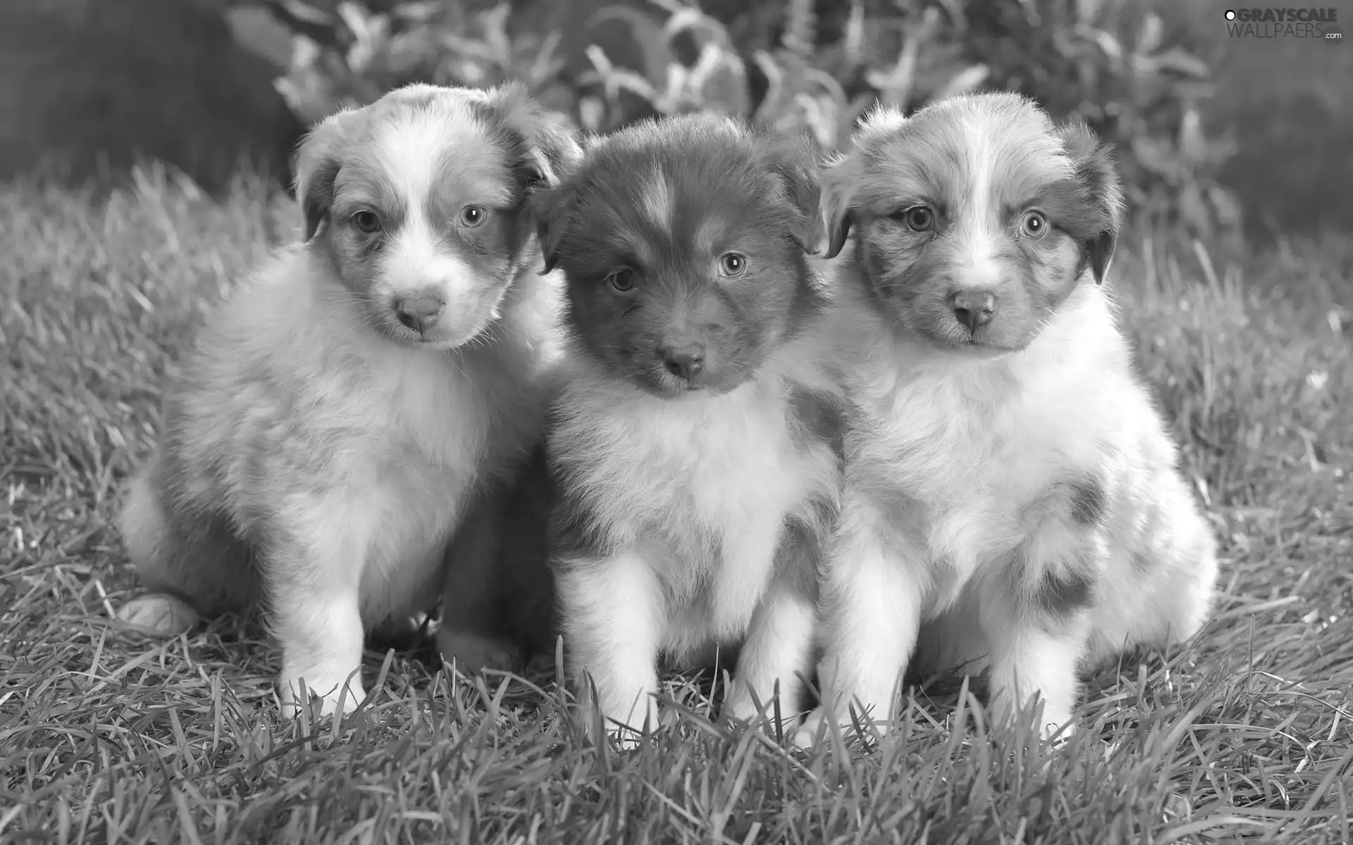 Three, Australian Shepherds, Australian Shepherd, puppies
