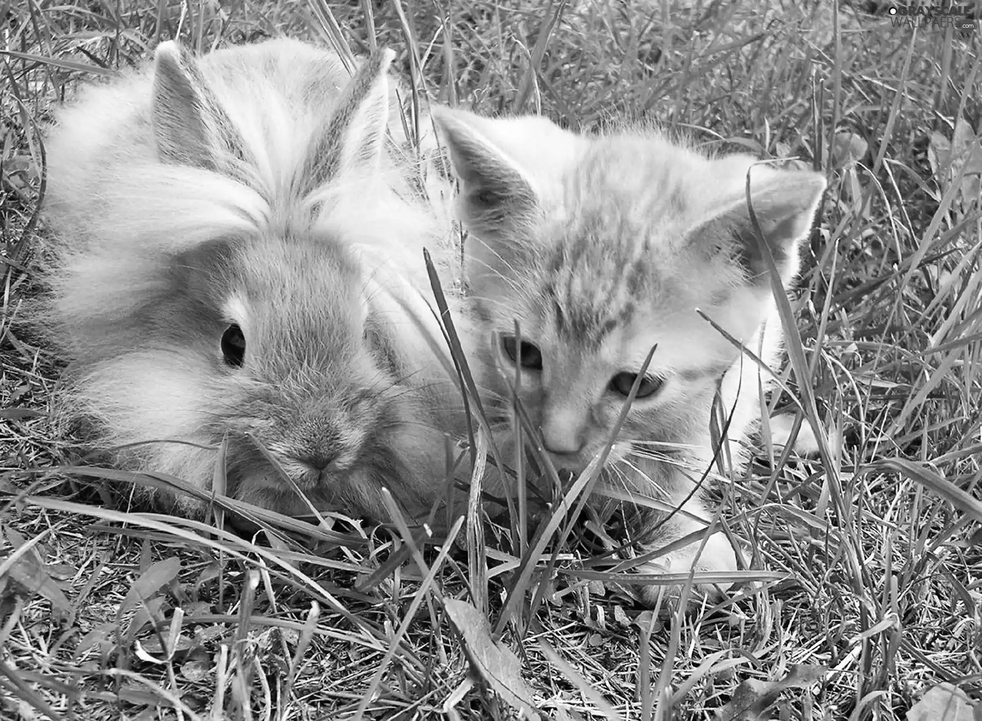 grass, kitten, Rabbit