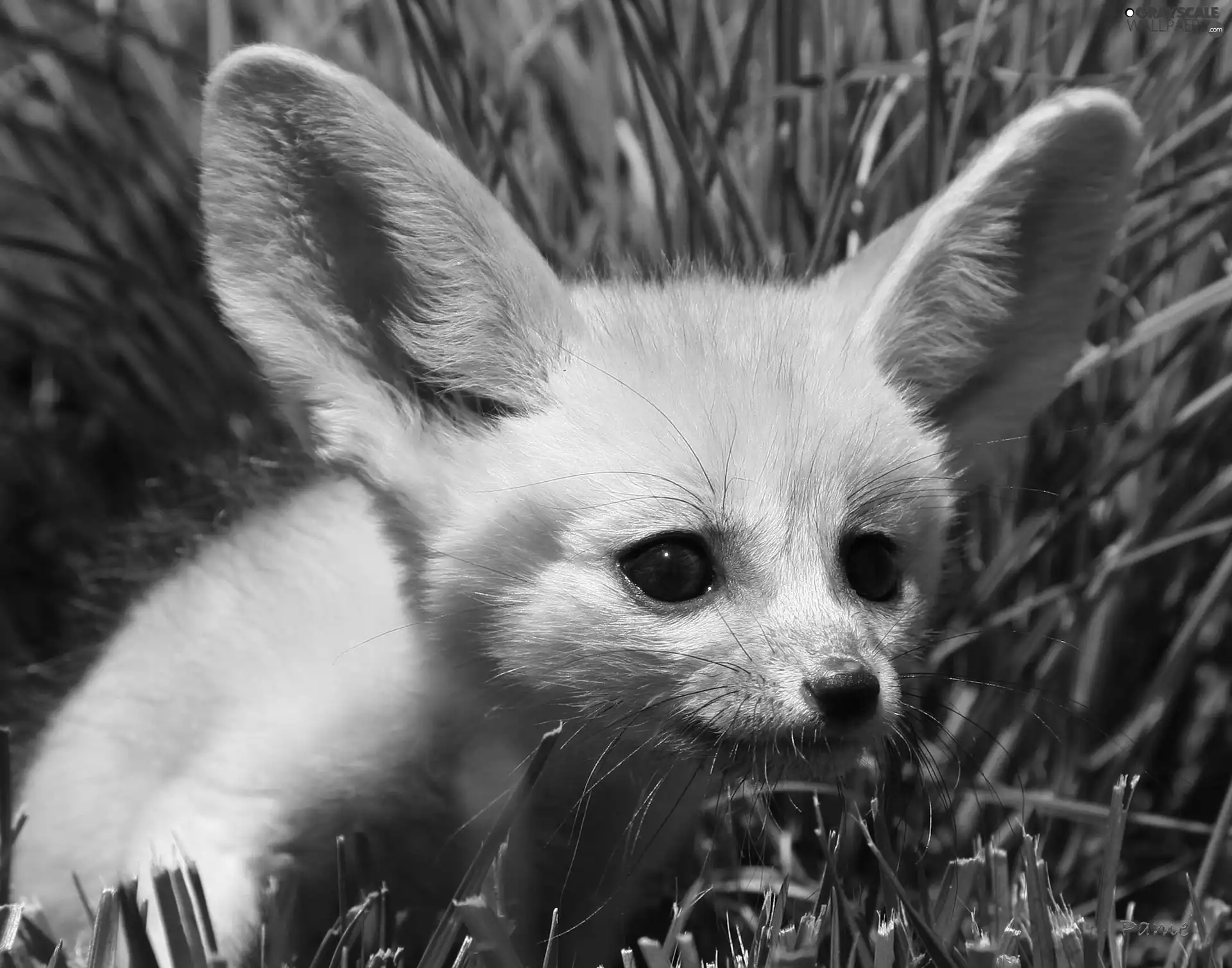 small, Fenek, grass, fox
