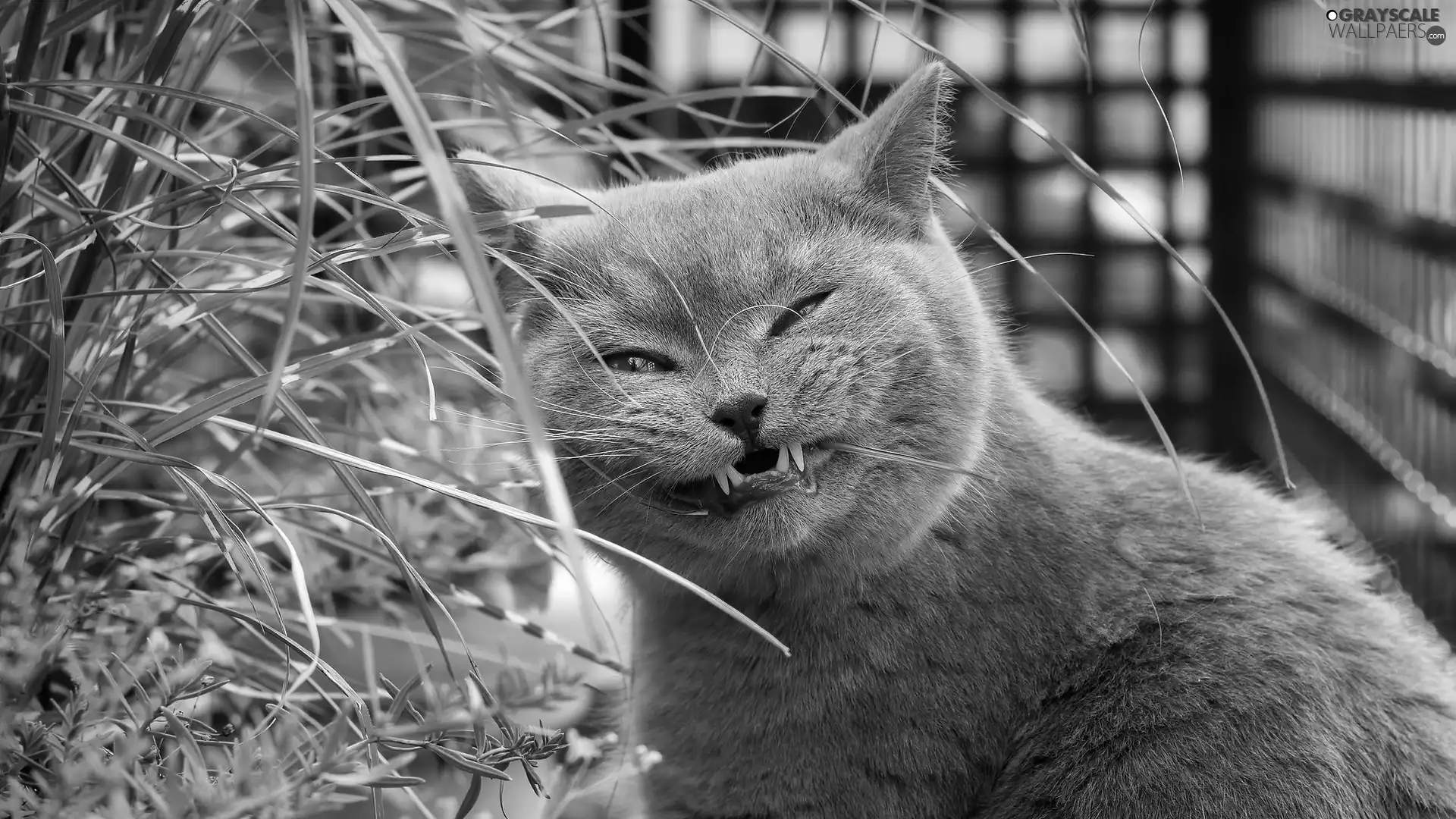 grass, Gray, British Shorthair Cat