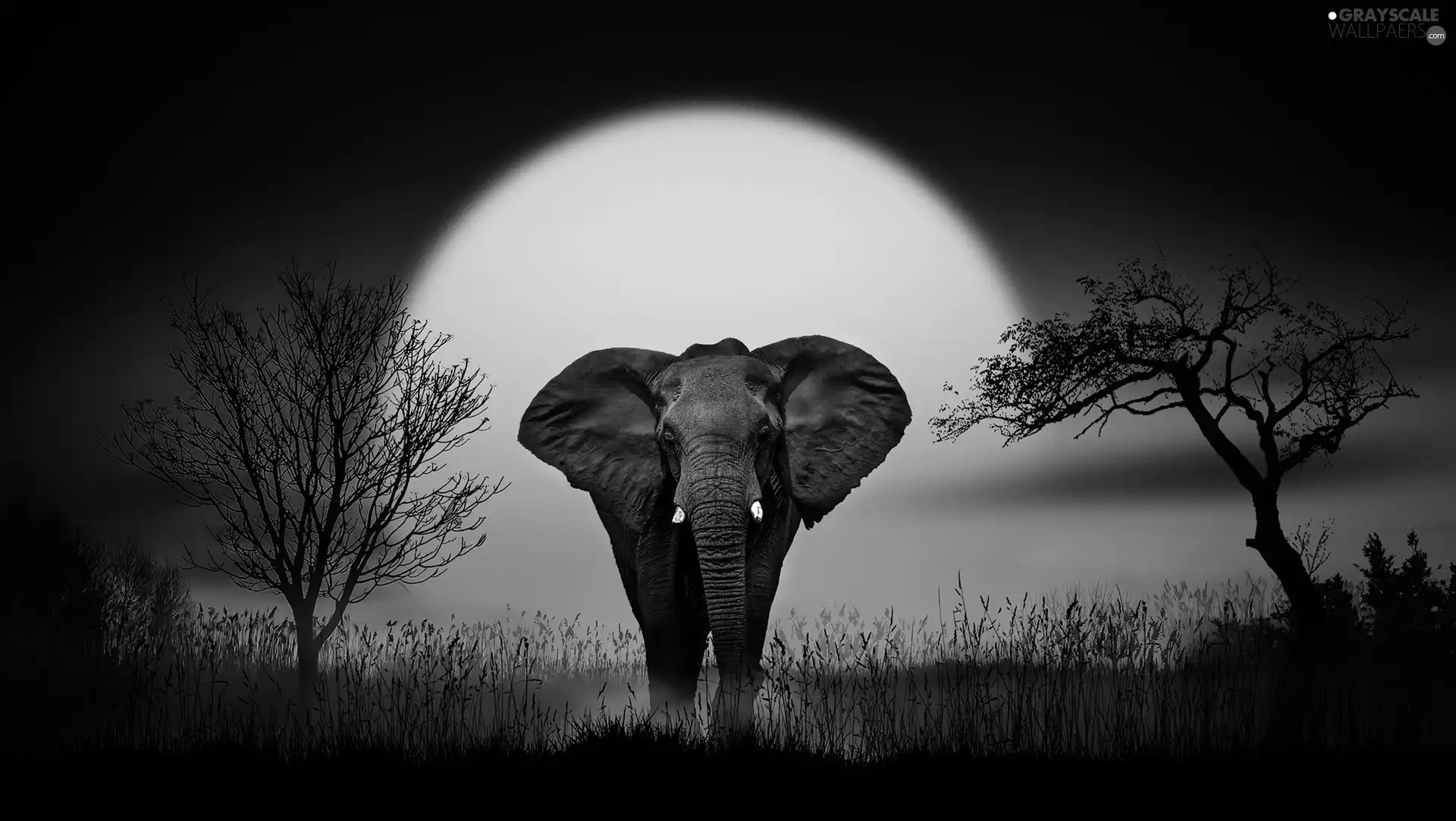 Elephant, viewes, Great Sunsets, trees