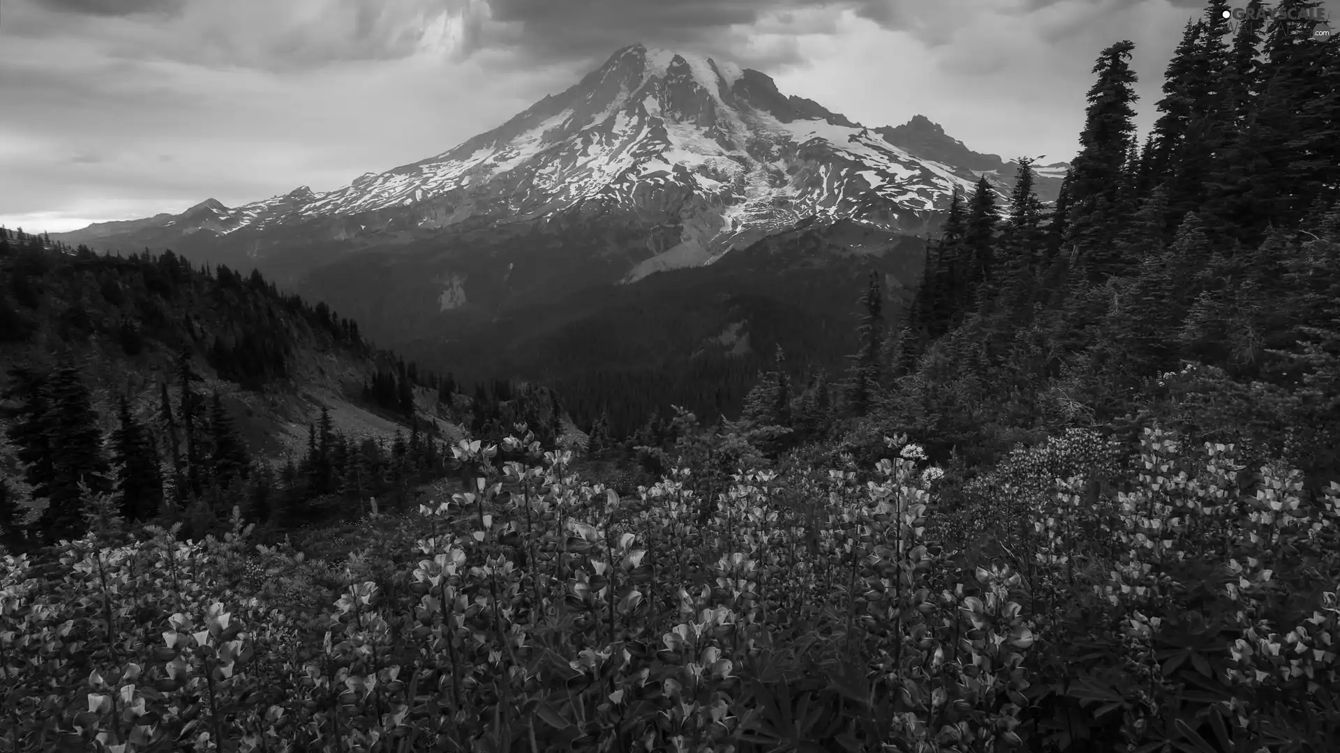 viewes, Mountains, Meadow, Washington State, lupine, Stratovolcano Mount Rainier, Mount Rainier National Park, The United States, Great Sunsets, trees