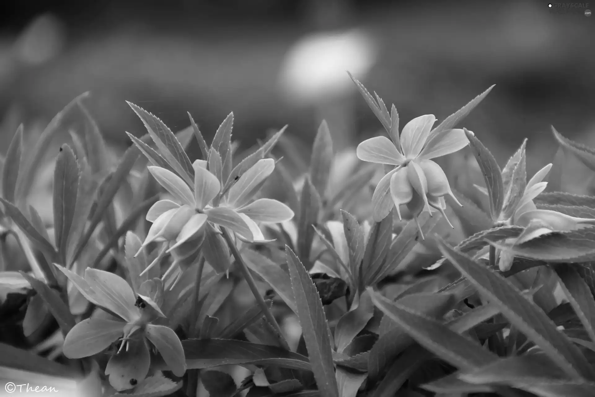 Green Hellebore, Flowers