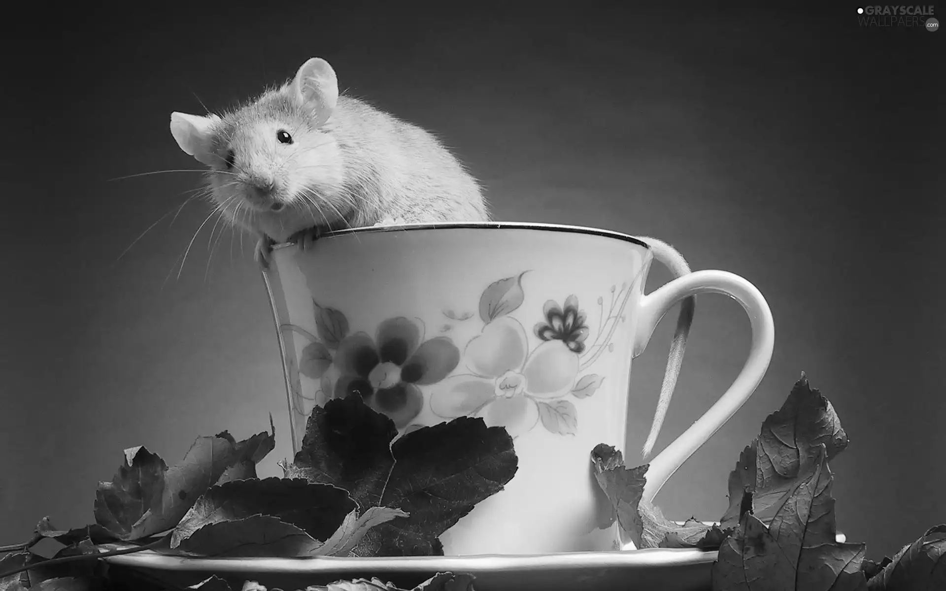 cup, hamster