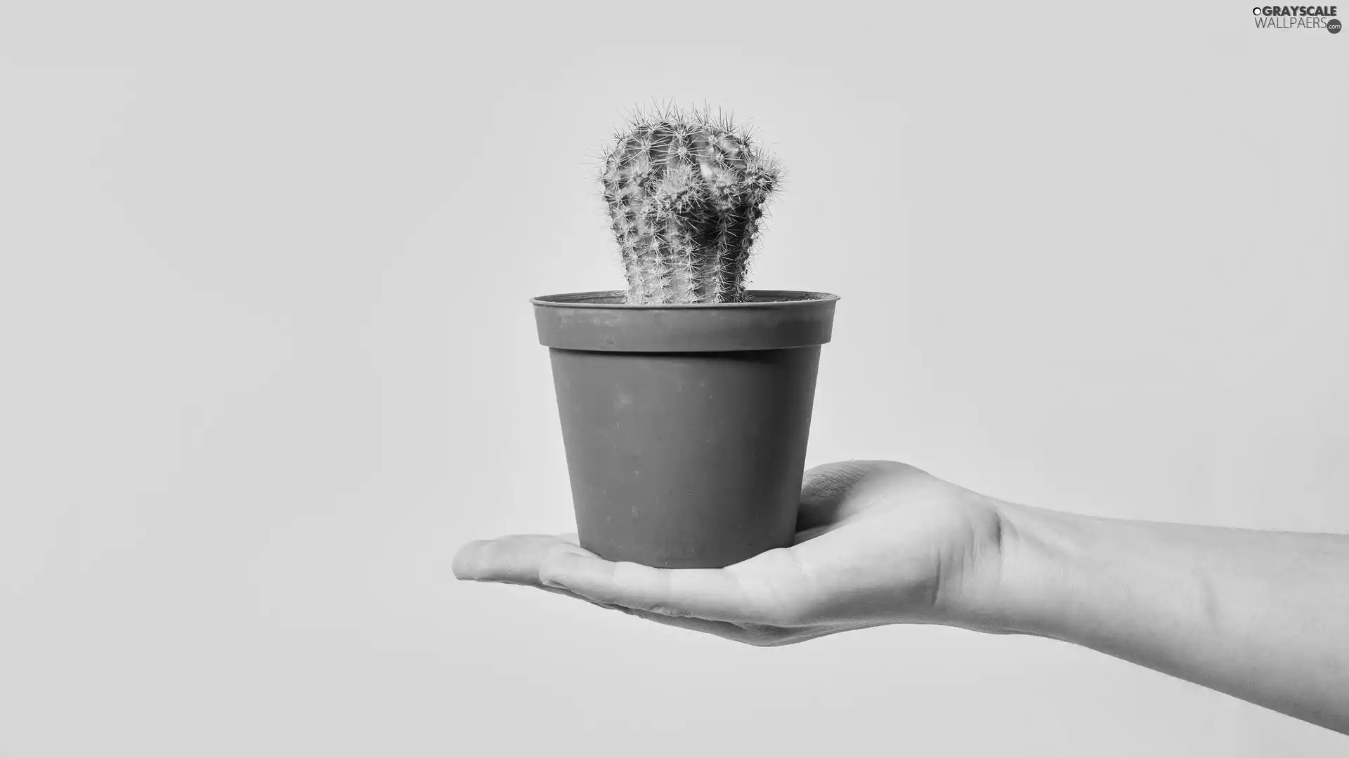hand, Cactus, pot