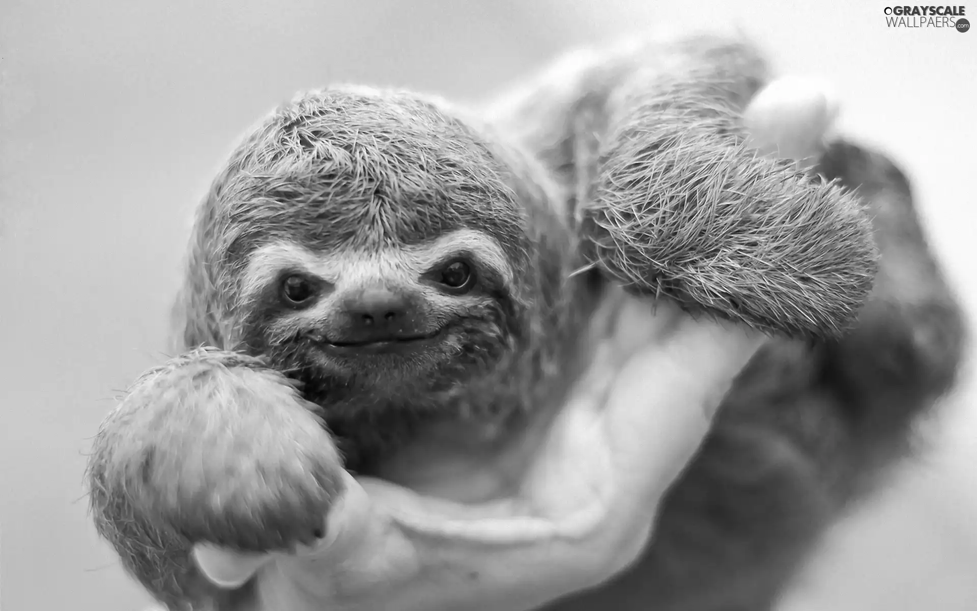 sloth, hand
