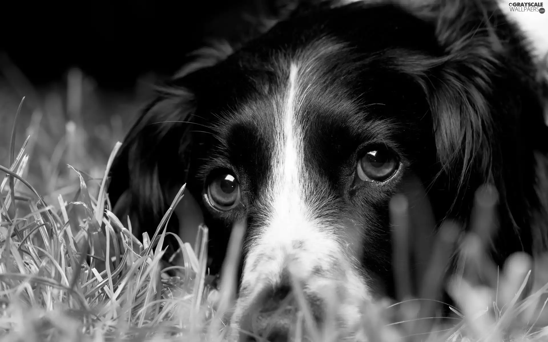 head, dog, black, White, grass